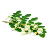Leaf Powder - Moringo Organics