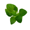 Oregano Leaf - Moringo Organics